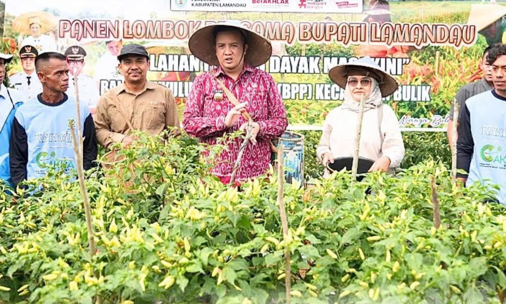 Pemkab Lamandau Perkuat Ketahanan Pangan Lewat Panen Raya Cabai Rawit